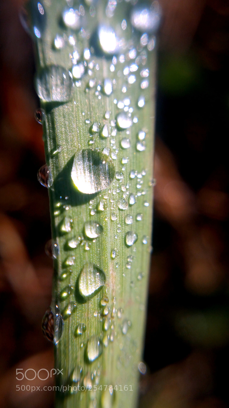 Samsung Galaxy Note4 sample photo. Wet blades photography