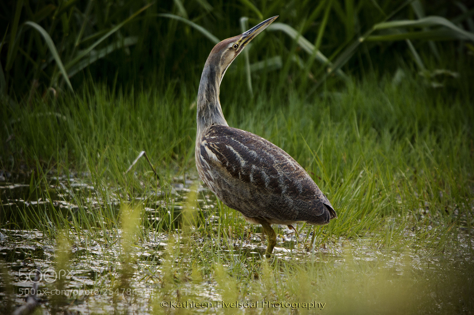 Canon EOS 70D sample photo. Img photography