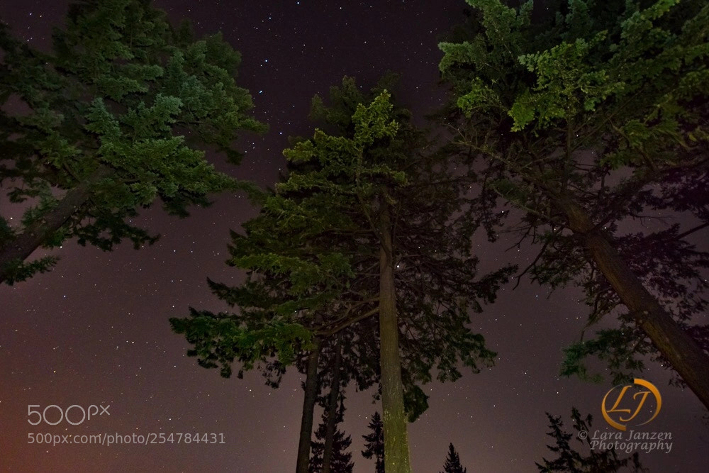 Nikon D7200 sample photo. Sentinels in starlight.  photography