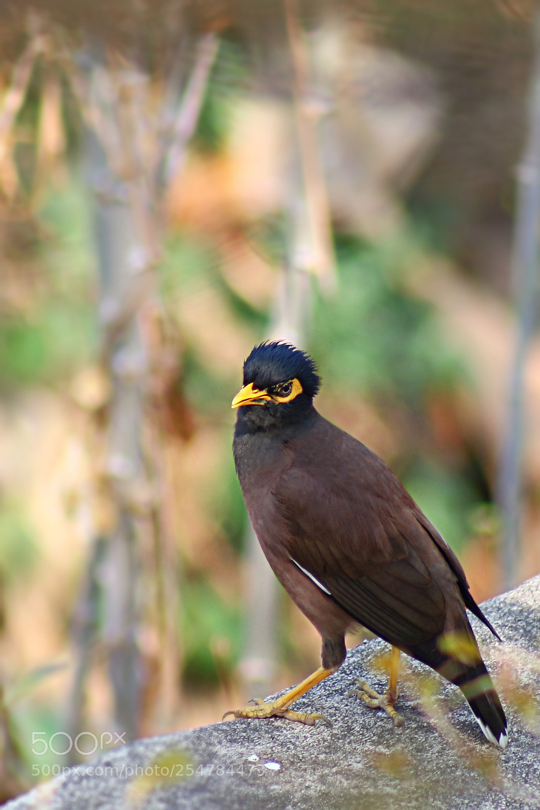 Canon EOS 700D (EOS Rebel T5i / EOS Kiss X7i) sample photo. Acridotheres tristis bird standing photography