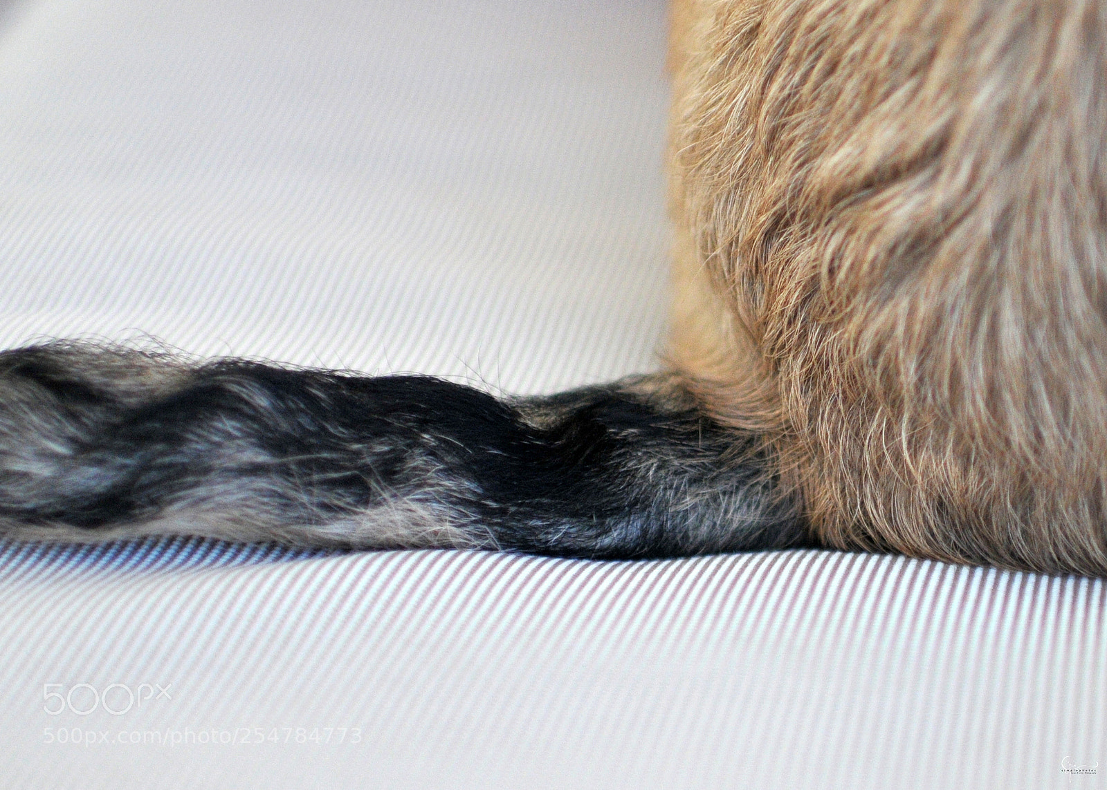 Nikon D300 sample photo. Muffin's tail photography