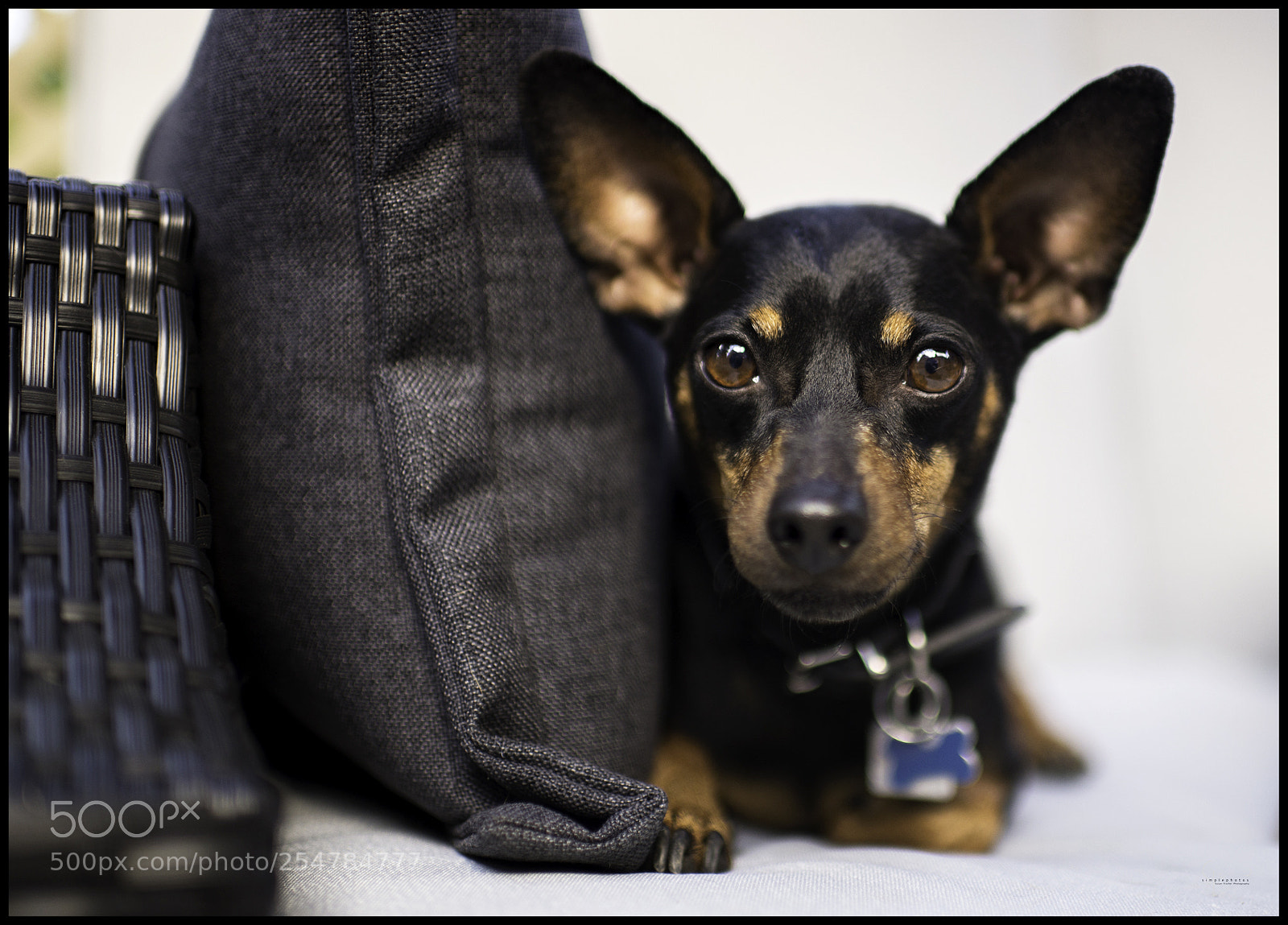 Nikon D610 sample photo. Sammy photography
