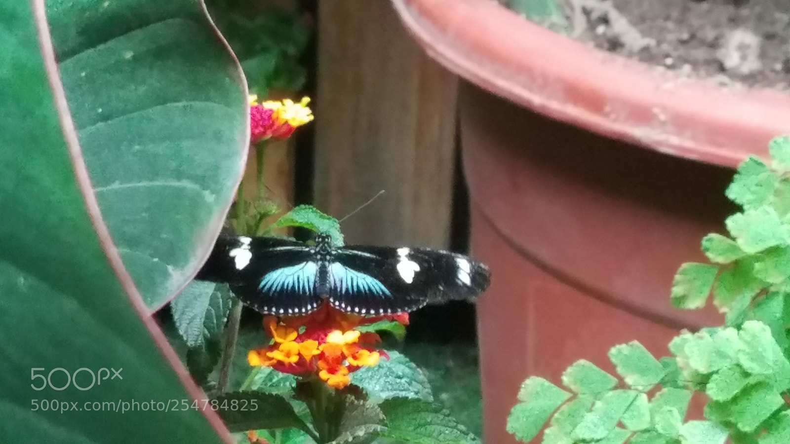 Samsung Galaxy S7 sample photo. Butterflies photography