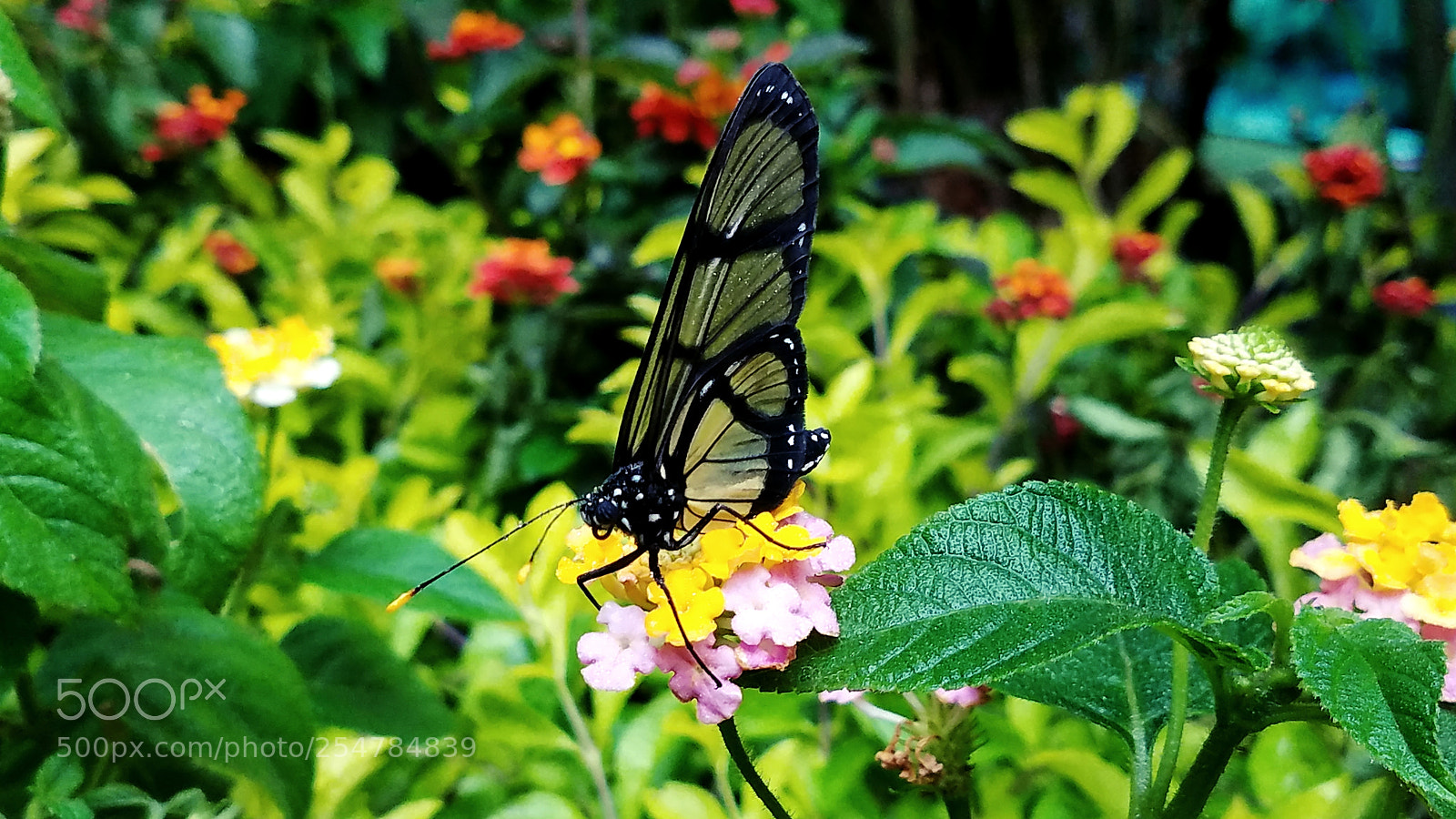 Samsung Galaxy S7 sample photo. Butterflies photography