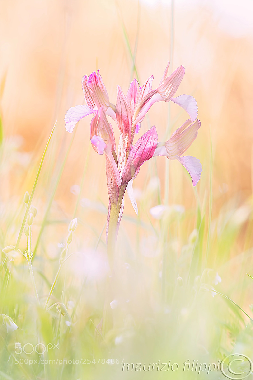Canon EOS 70D sample photo. Orchidea spontanea photography