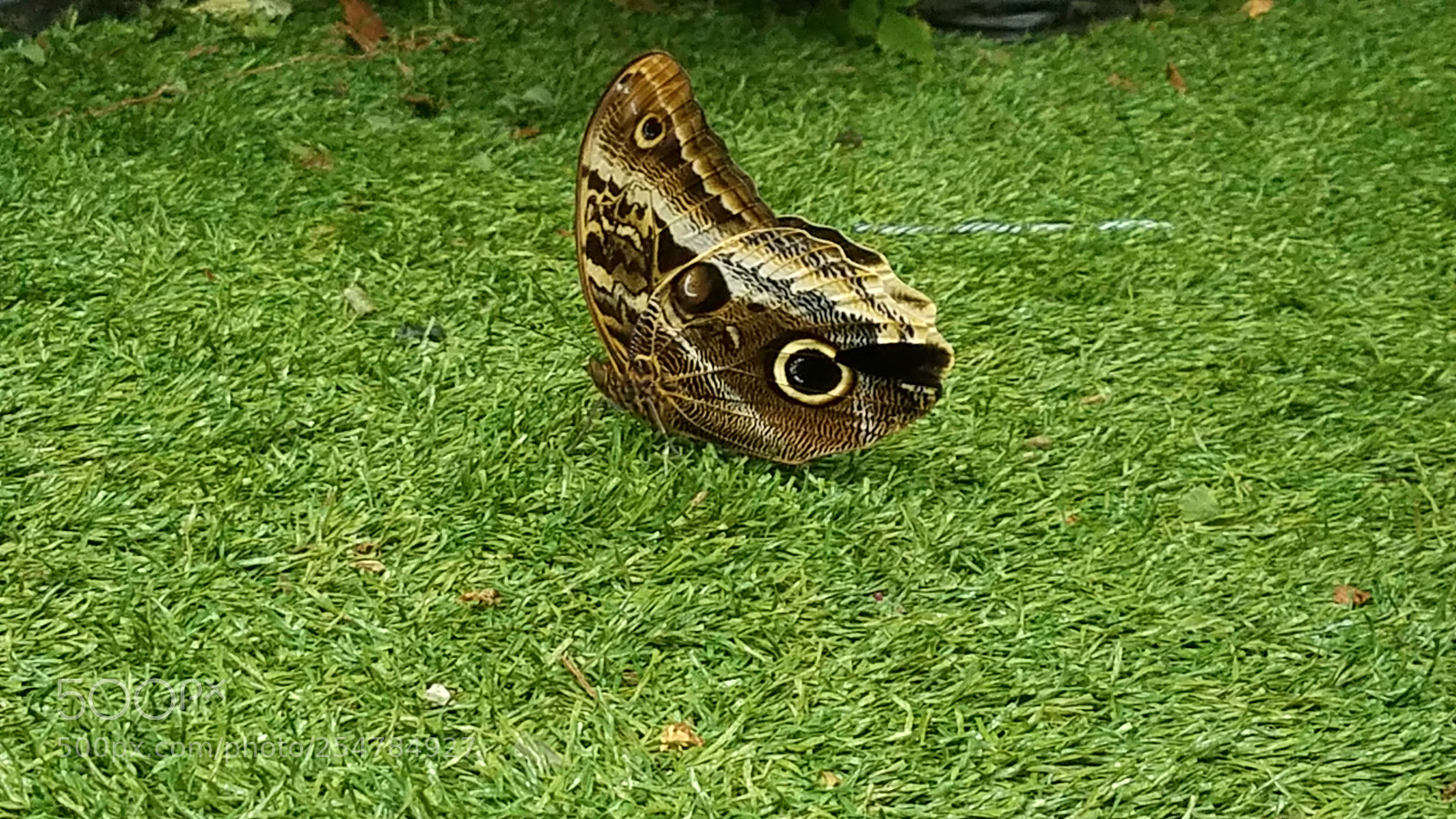 Samsung Galaxy S7 sample photo. Butterflies photography