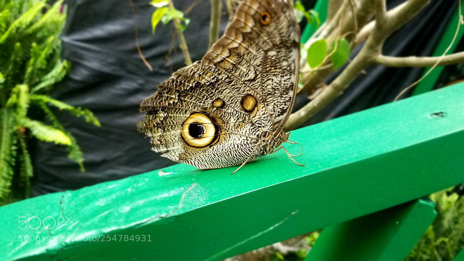 Samsung Galaxy S7 sample photo. Butterflies photography