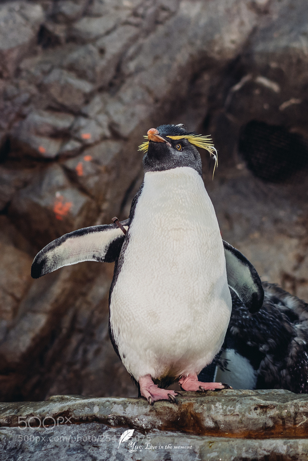 Sony a7R II sample photo. Penguin photography