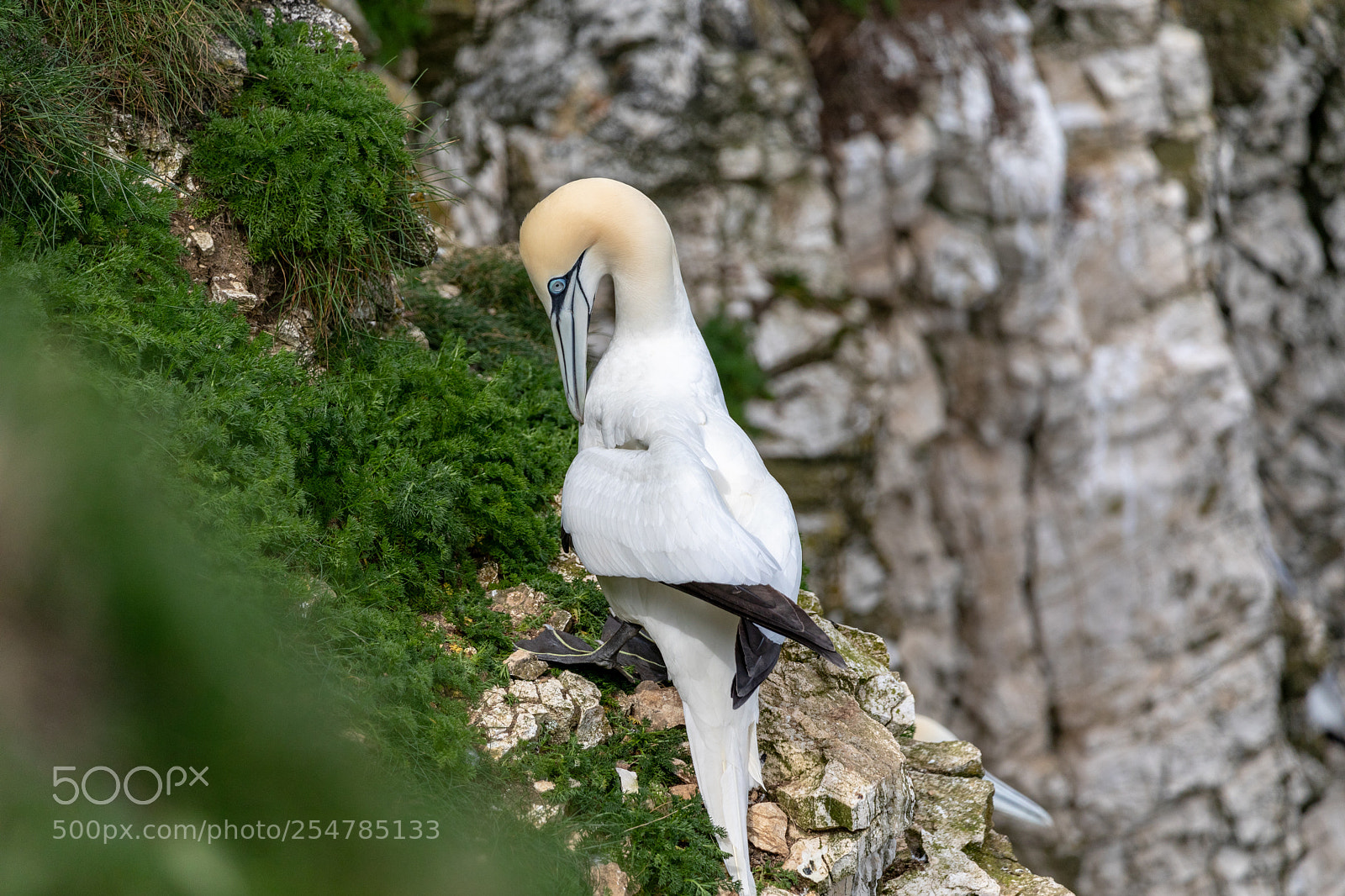 Canon EOS 5D Mark IV sample photo. Bempton cliffs () photography