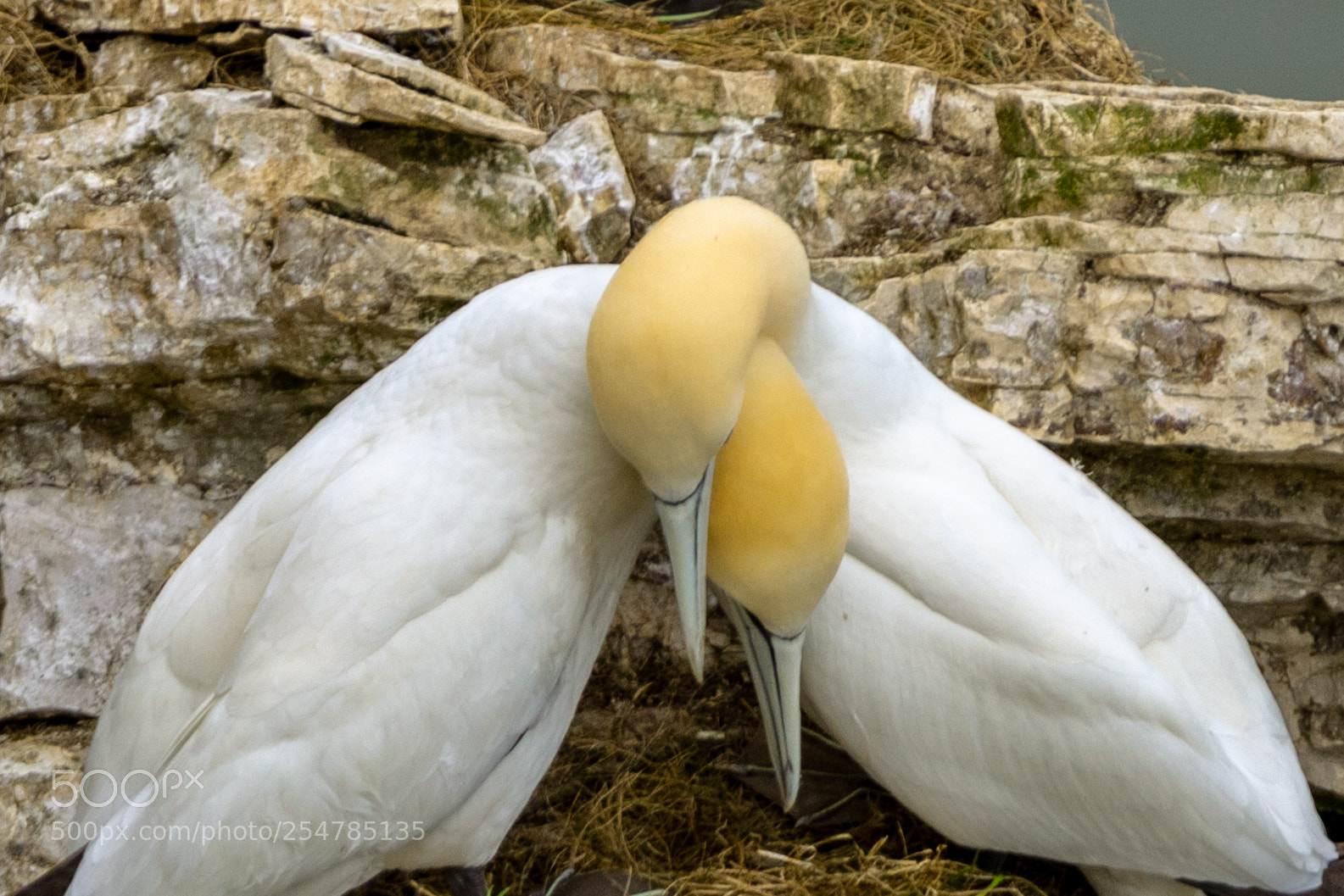 Canon EOS 5D Mark IV sample photo. Bempton cliffs () photography