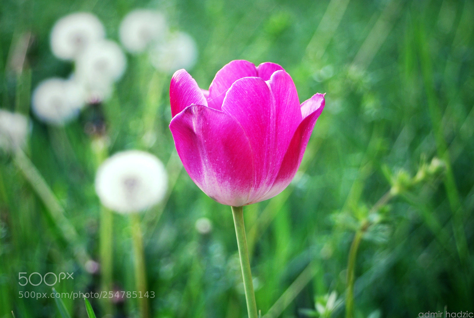 Nikon D80 sample photo. Flower photography