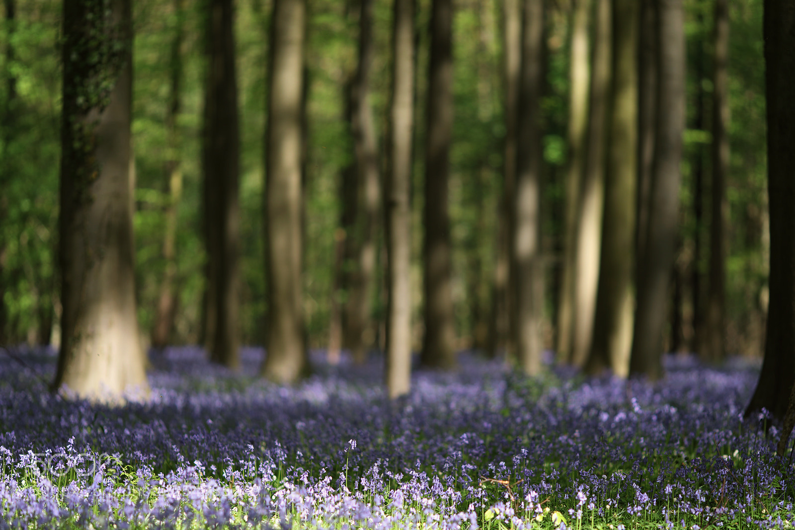 Canon EOS 5D Mark IV sample photo. Hallerbos (2018) photography