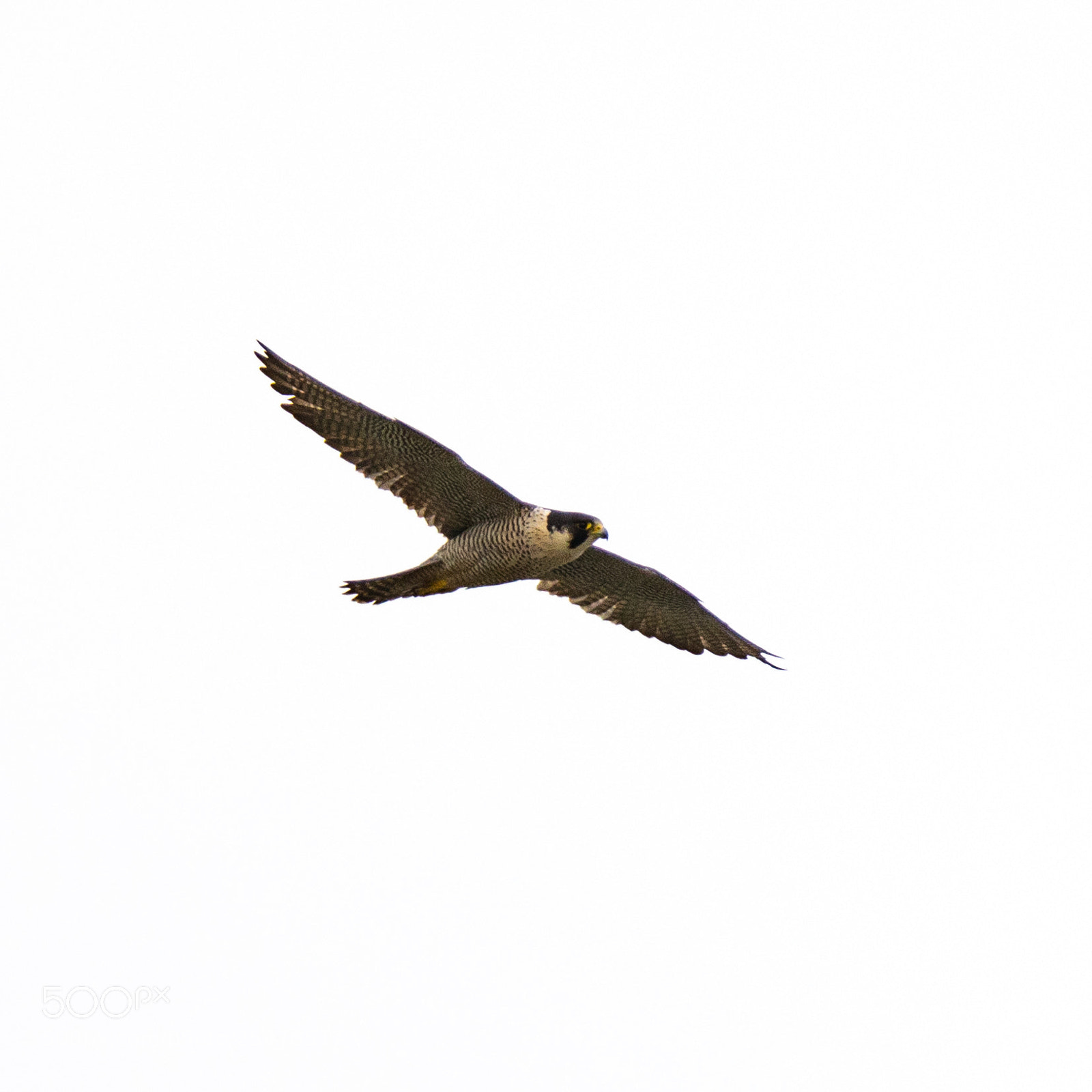 Canon EOS 5D Mark IV sample photo. Bempton cliffs () photography