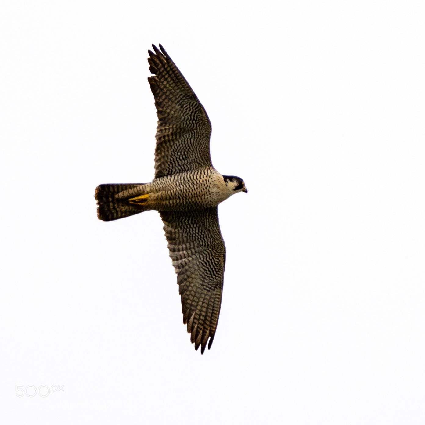 Canon EOS 5D Mark IV sample photo. Bempton cliffs () photography