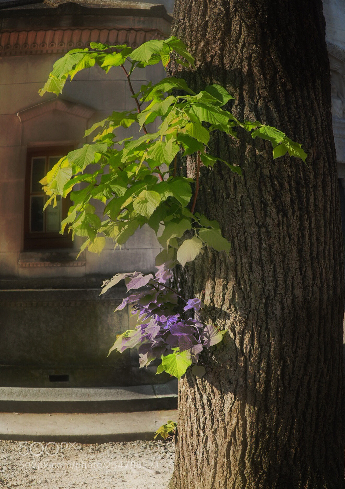Olympus OM-D E-M10 II sample photo. Tree branches  photography