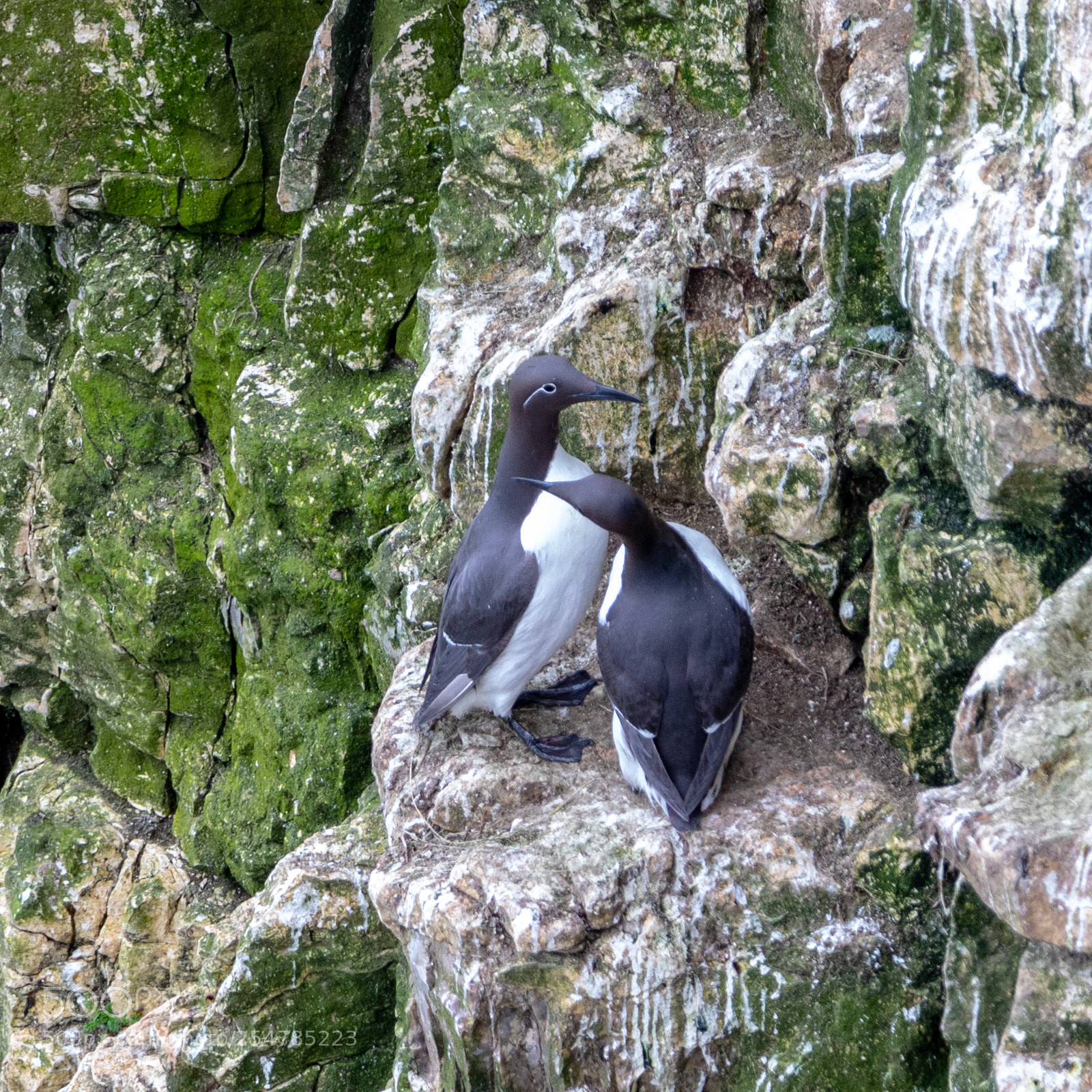Canon EOS 5D Mark IV sample photo. Bempton cliffs () photography