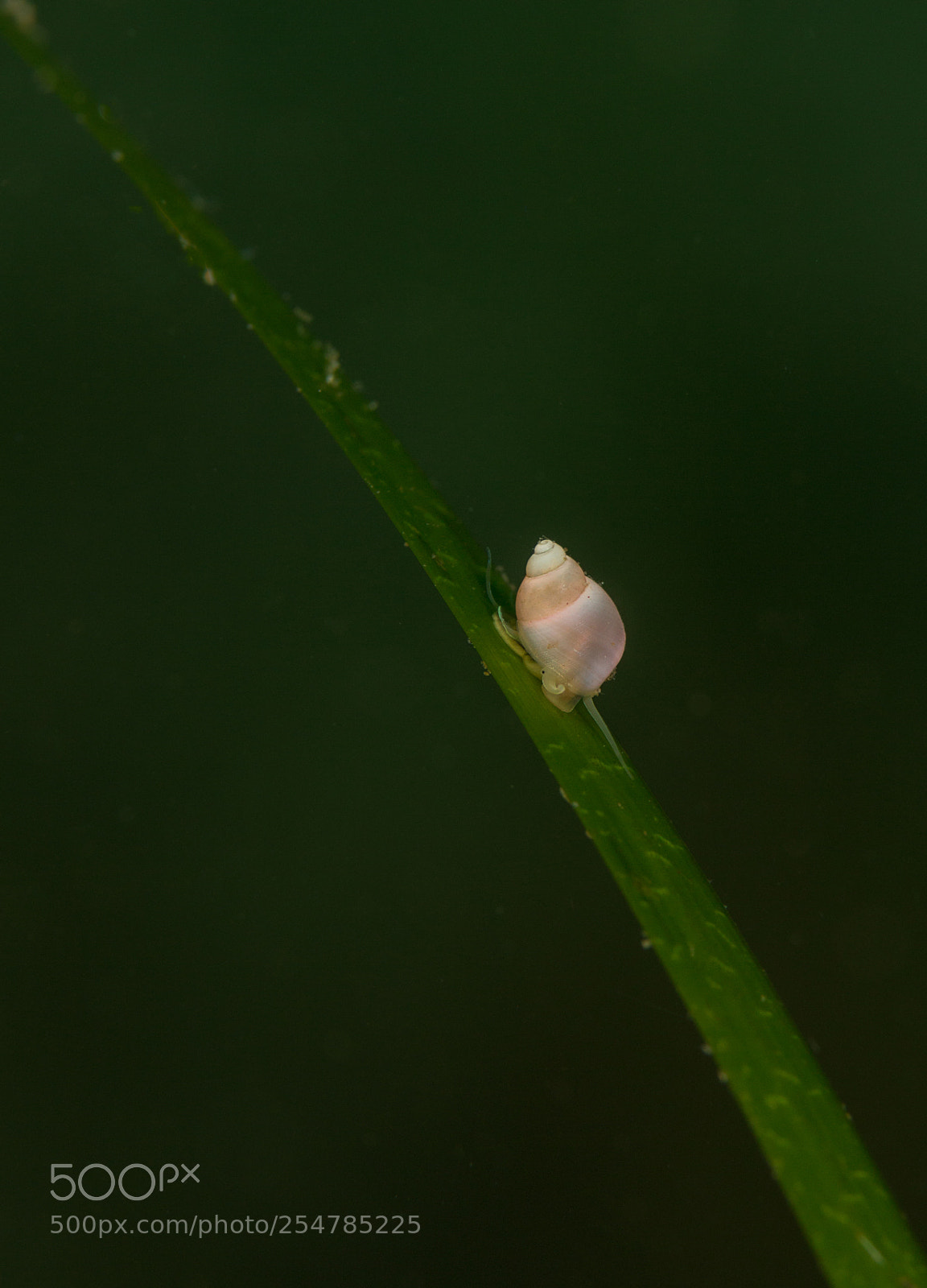 Canon EOS 70D sample photo. Green photography