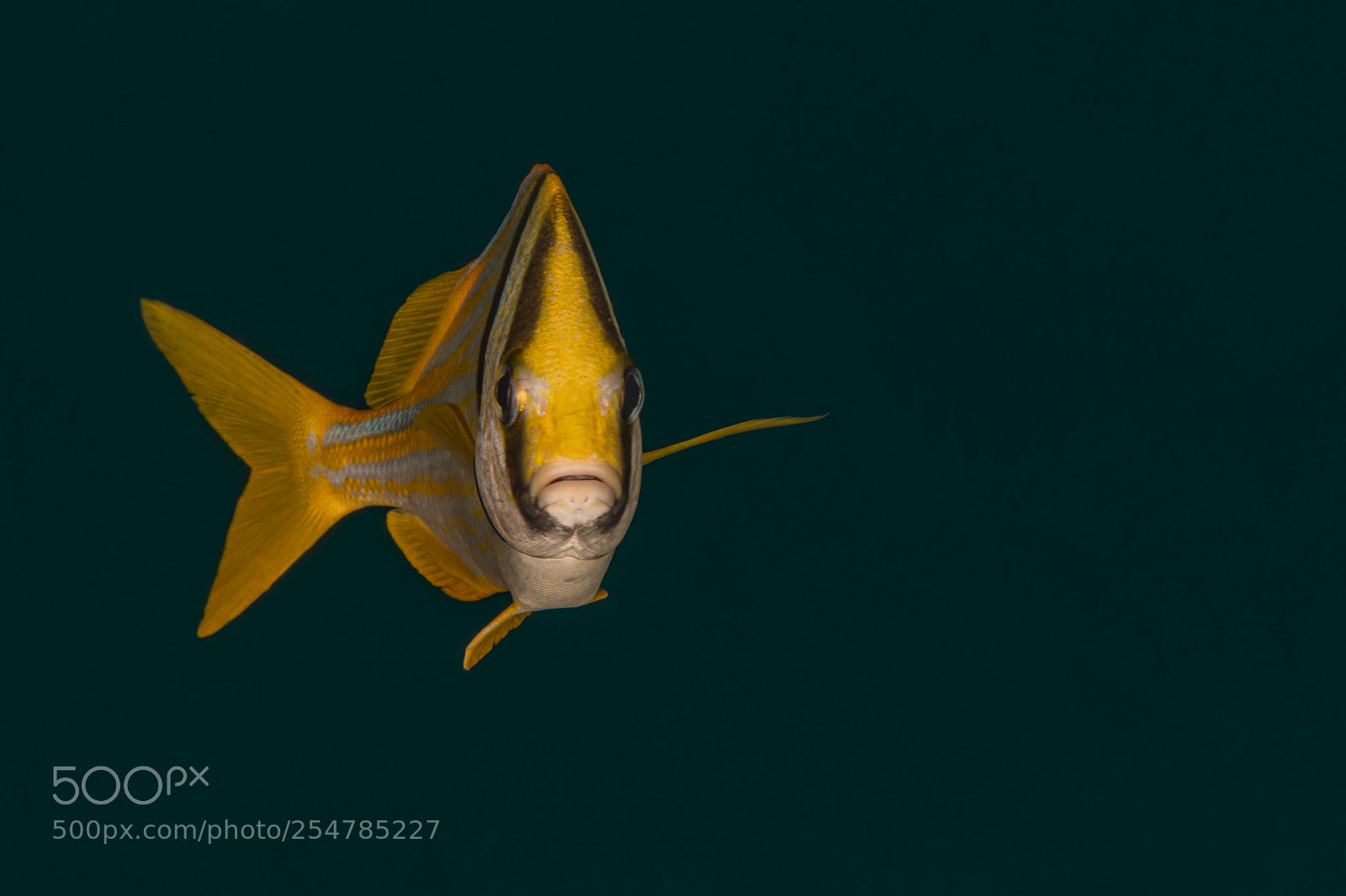 Canon EOS 70D sample photo. Porkfish photography