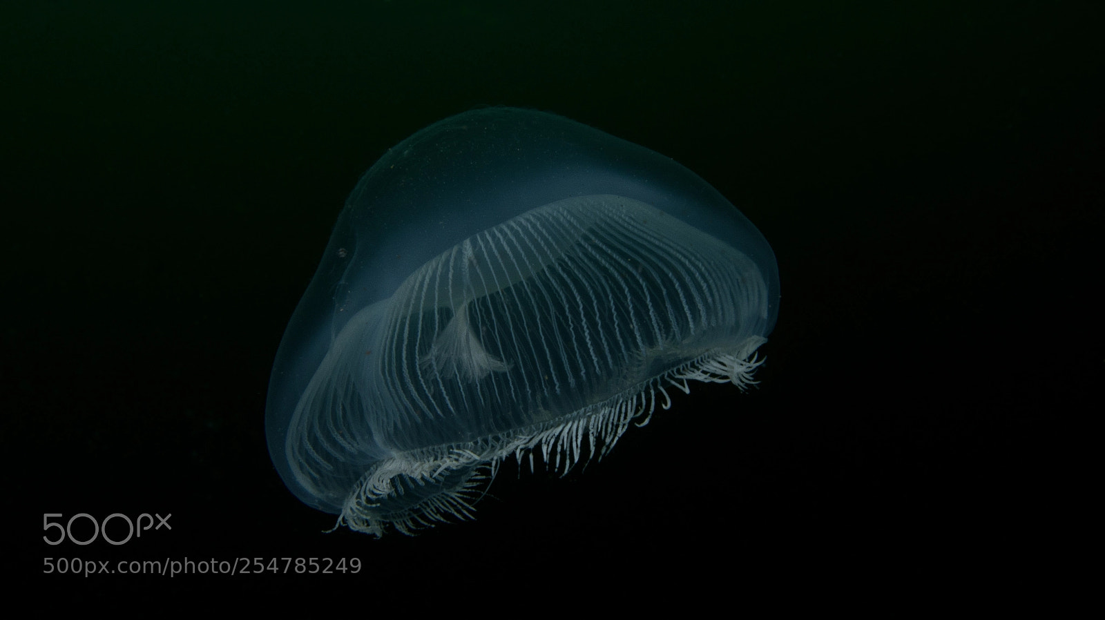 Canon PowerShot G12 sample photo. Jellyfish photography