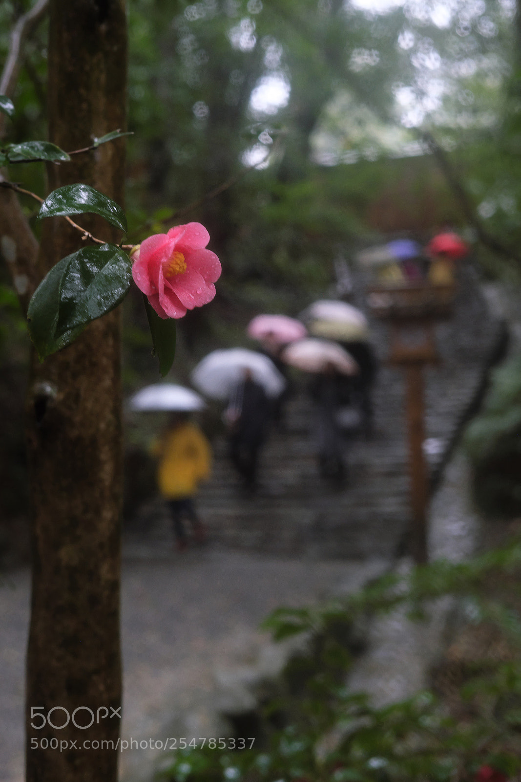 Fujifilm X-Pro2 sample photo. Camellia in the ise photography