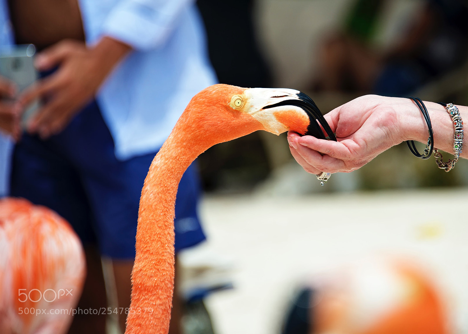 Nikon D800 sample photo. Feeding flamingos photography