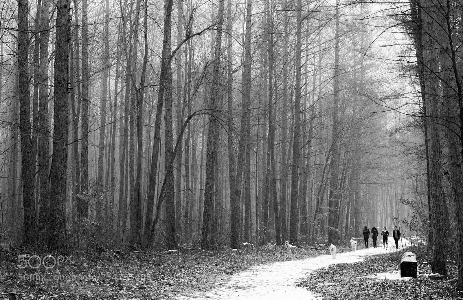 Nikon D800E sample photo. Eldred king woodlands photography