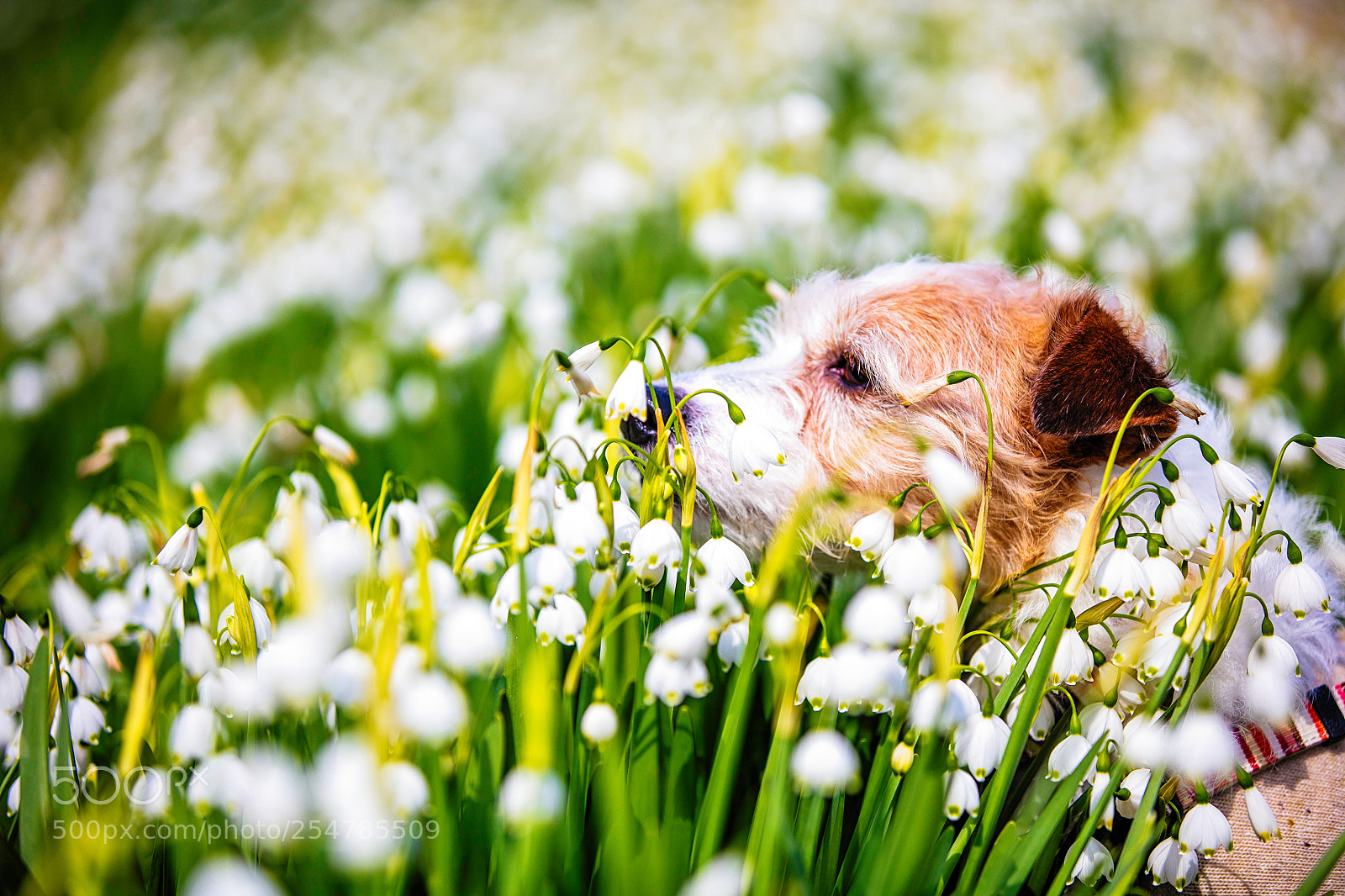 Canon EOS 5DS R sample photo. Surrounded by flowers photography
