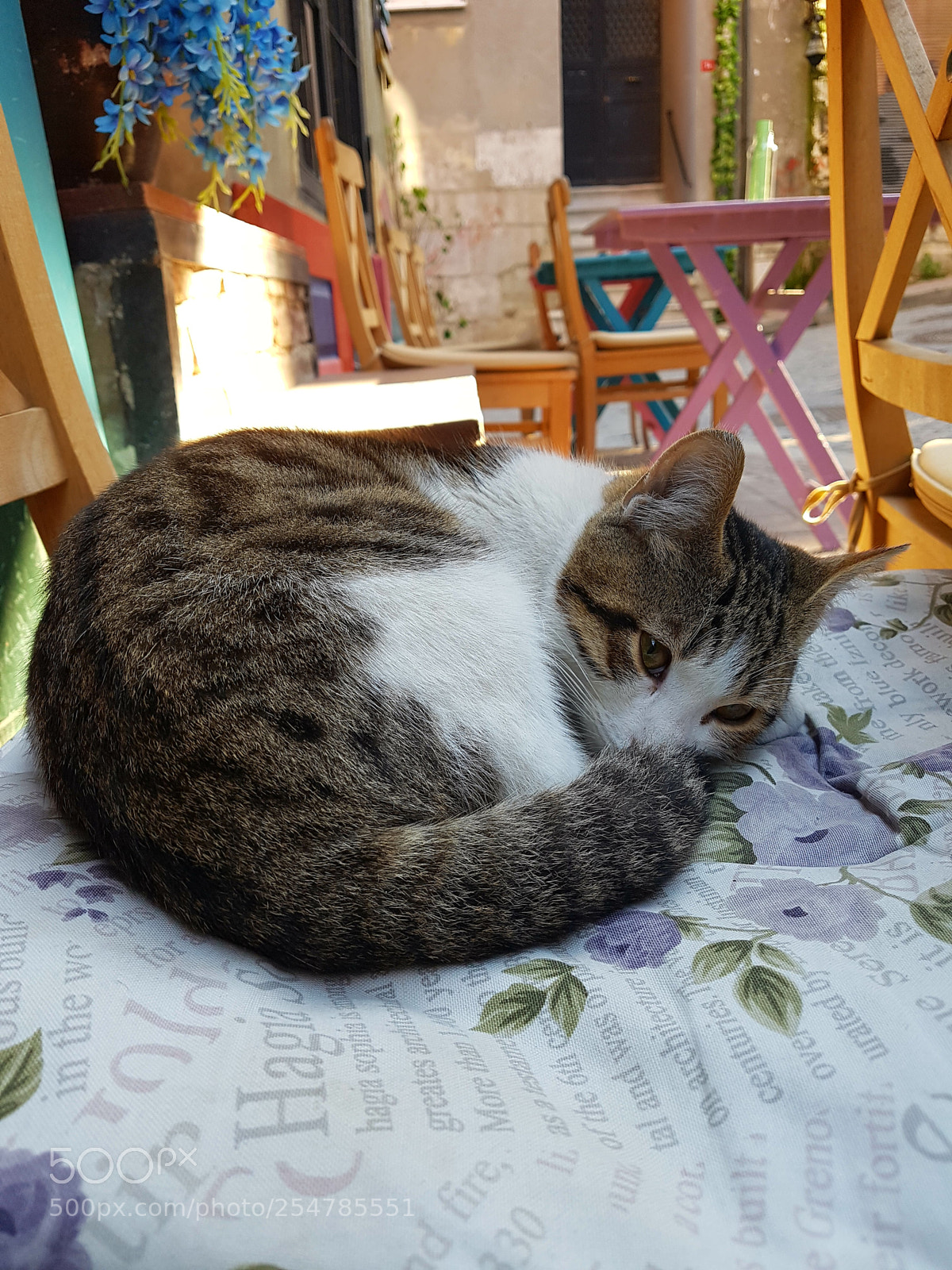 Samsung Galaxy S7 Edge sample photo. Sleepy cat photography
