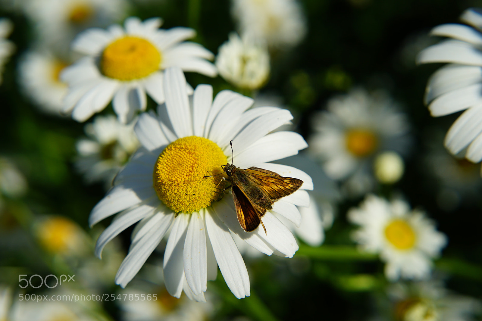 Sony a7 II sample photo. Mif photography