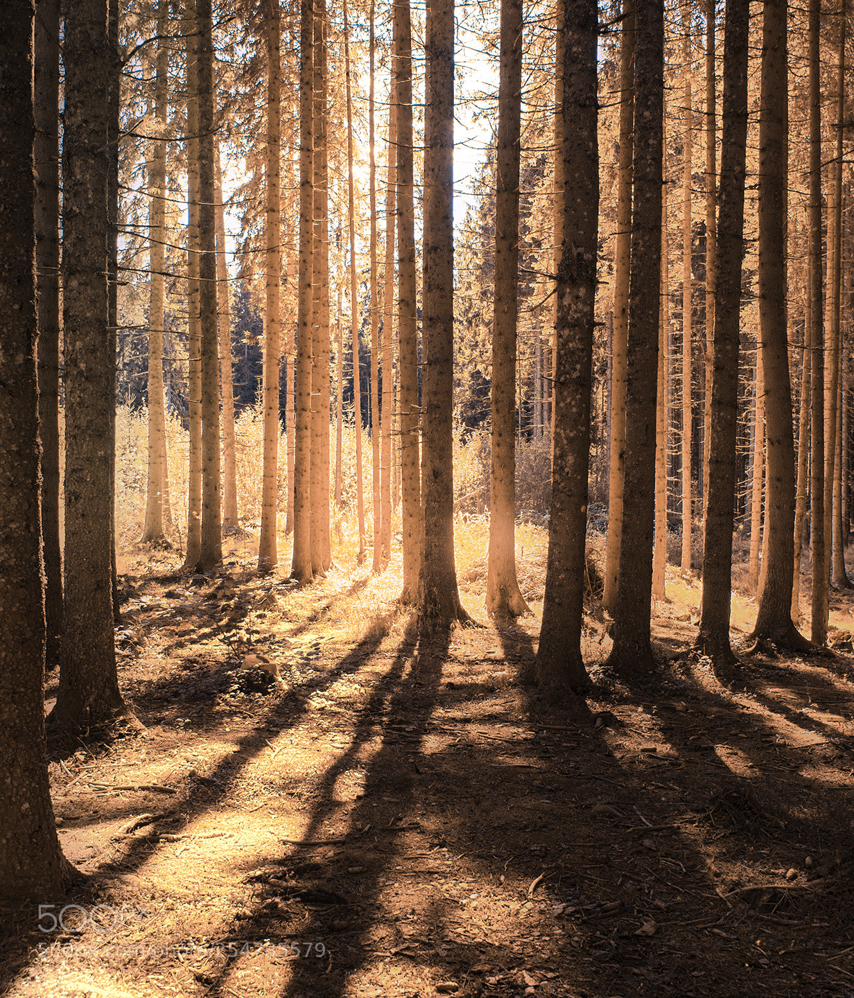 Nikon D610 sample photo. Forest photography