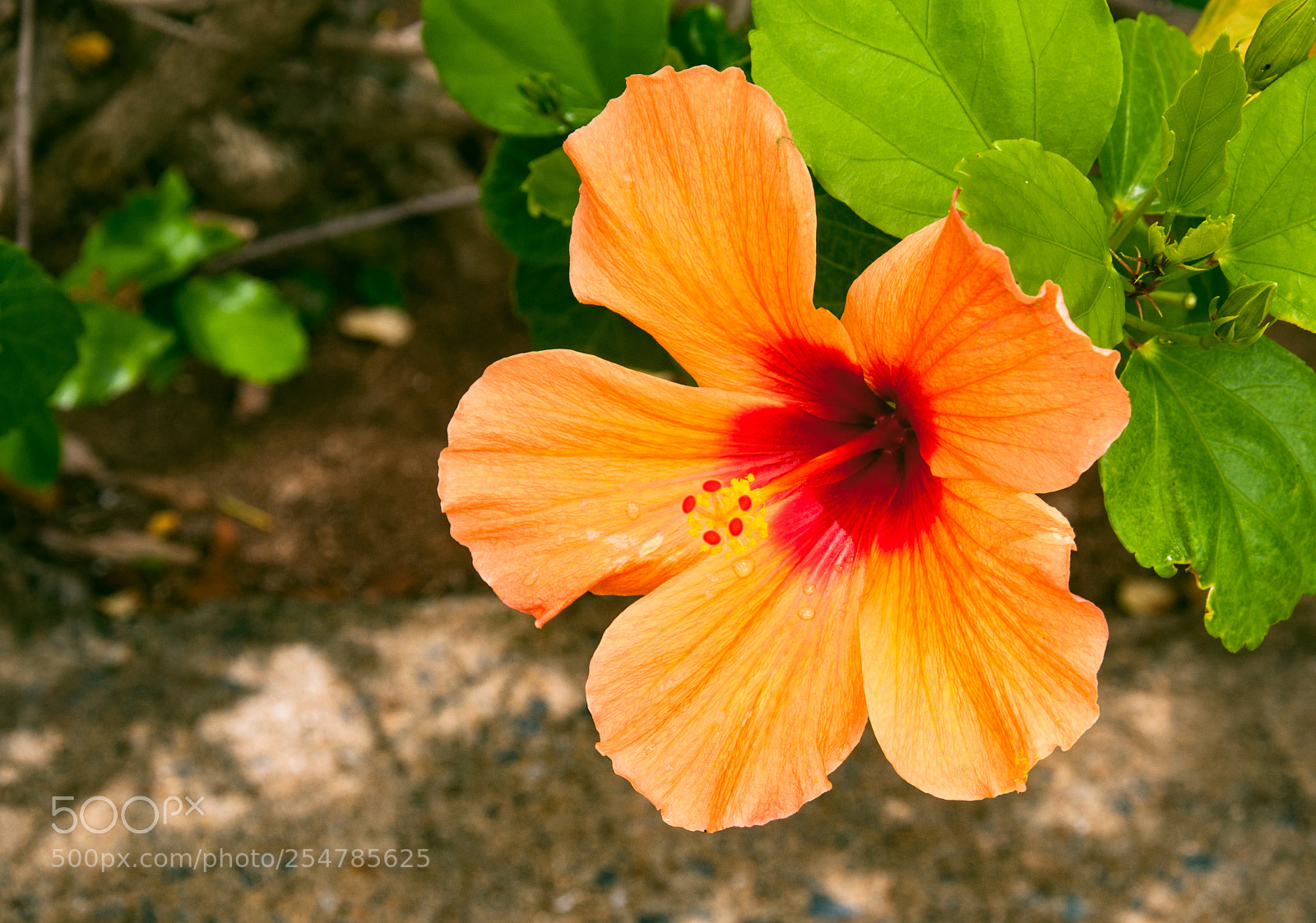 Nikon D90 sample photo. Bermuda's passion flower photography