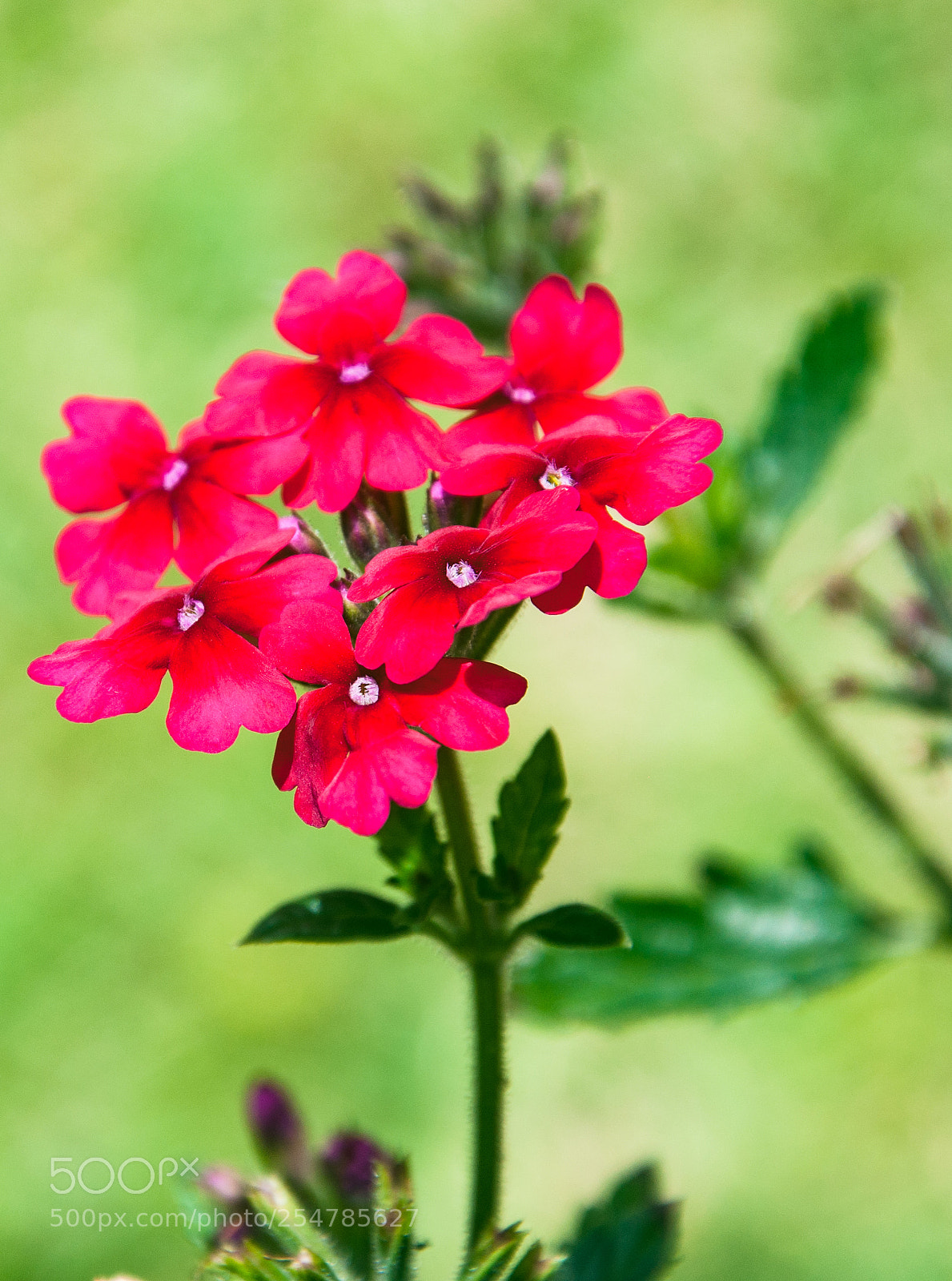 Nikon D90 sample photo. Bermuda flowers photography