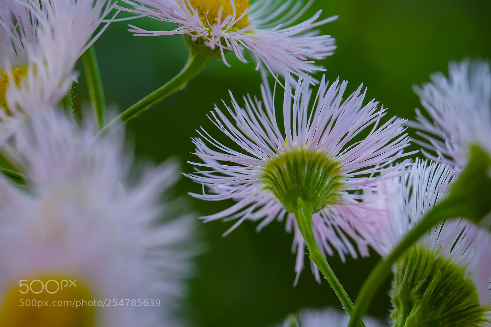 Canon EOS 6D Mark II sample photo. Just blooming. the choice photography