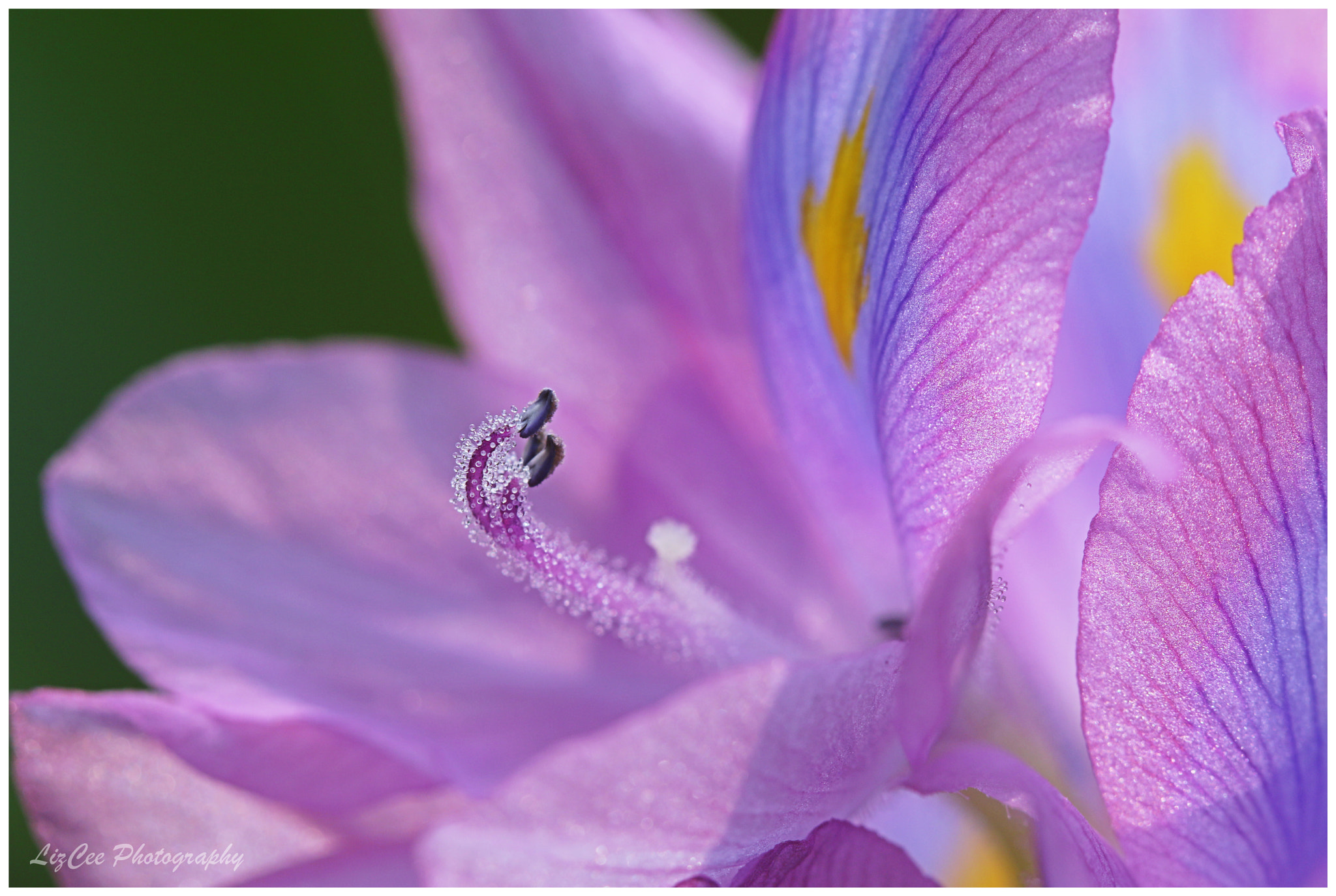 Canon EF 100mm F2.8 Macro USM sample photo. Enceng gondok flower photography