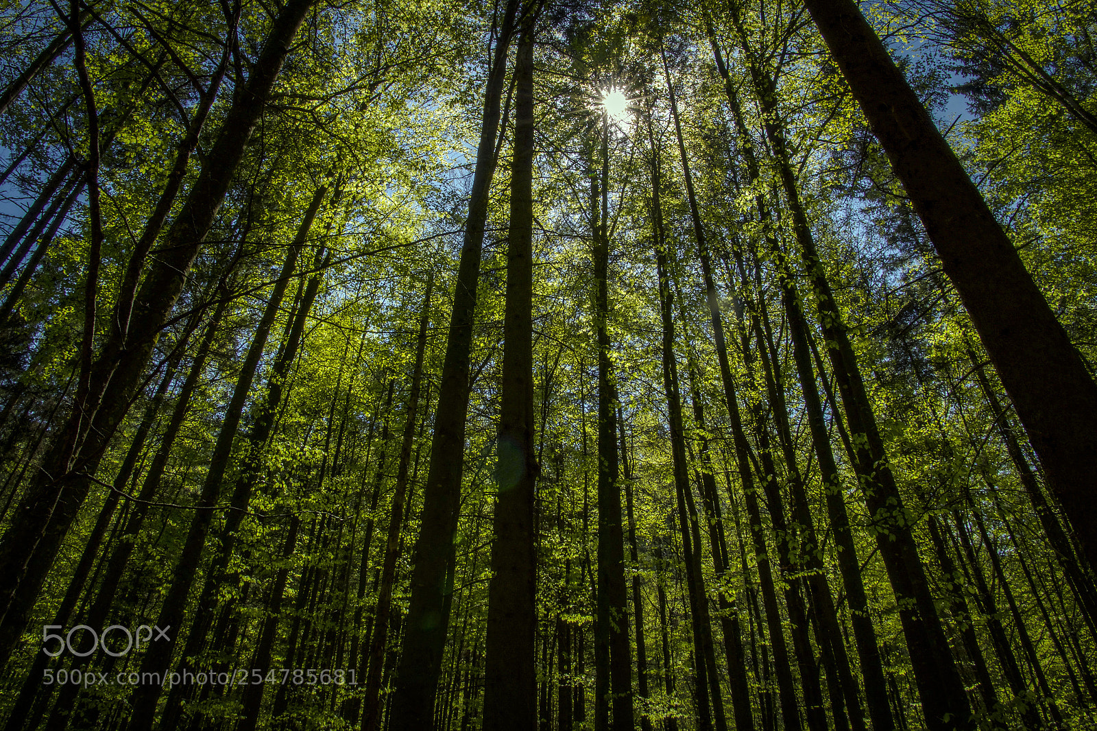 Pentax K-3 sample photo. Spring forest photography