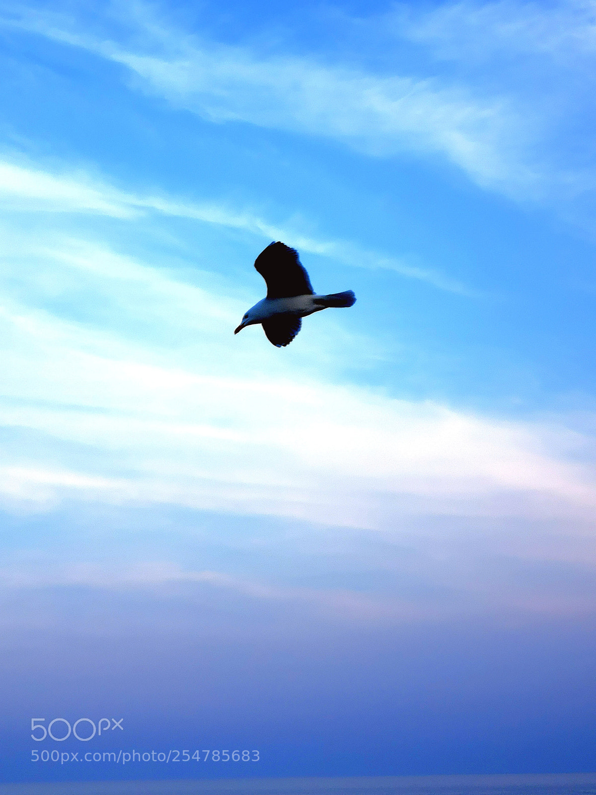 HUAWEI CLT-L09 sample photo. Seagull photography