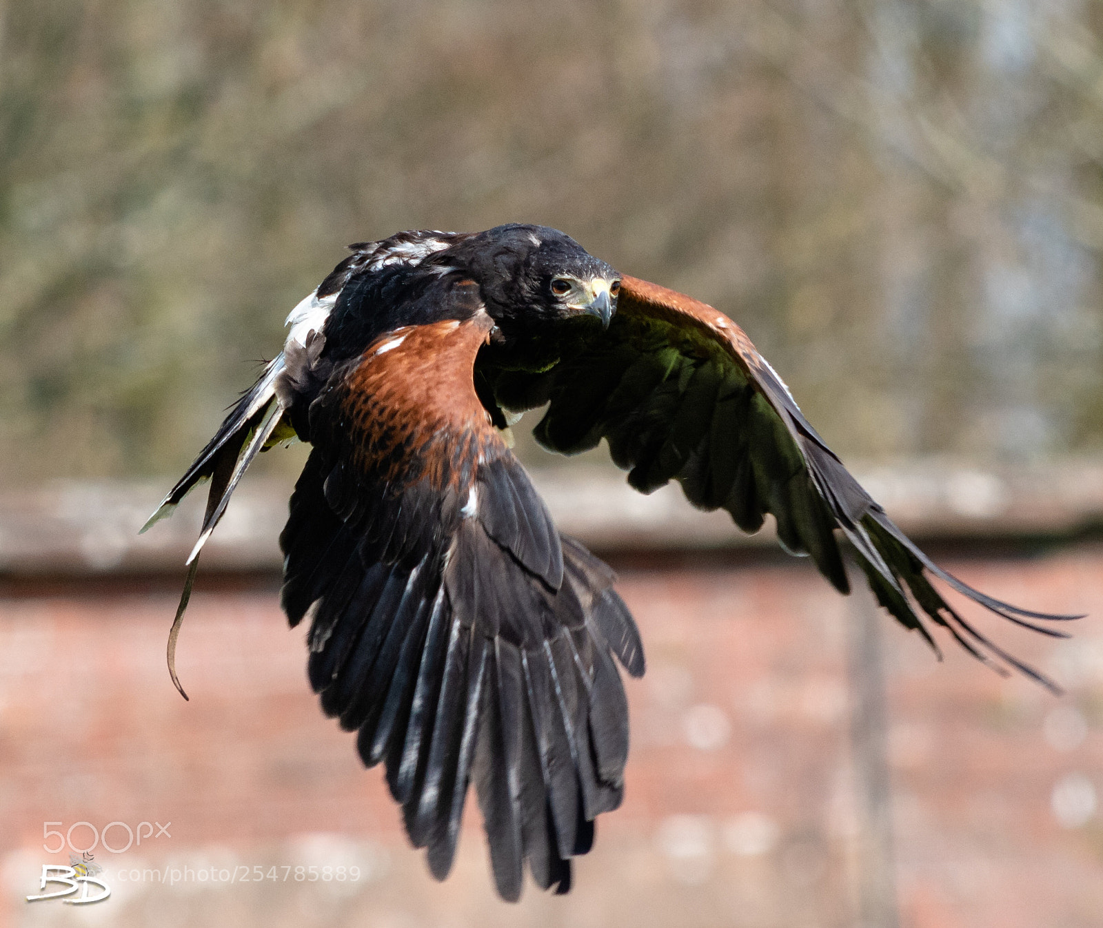Nikon D5600 sample photo. Harrier hawk lakeland bird photography