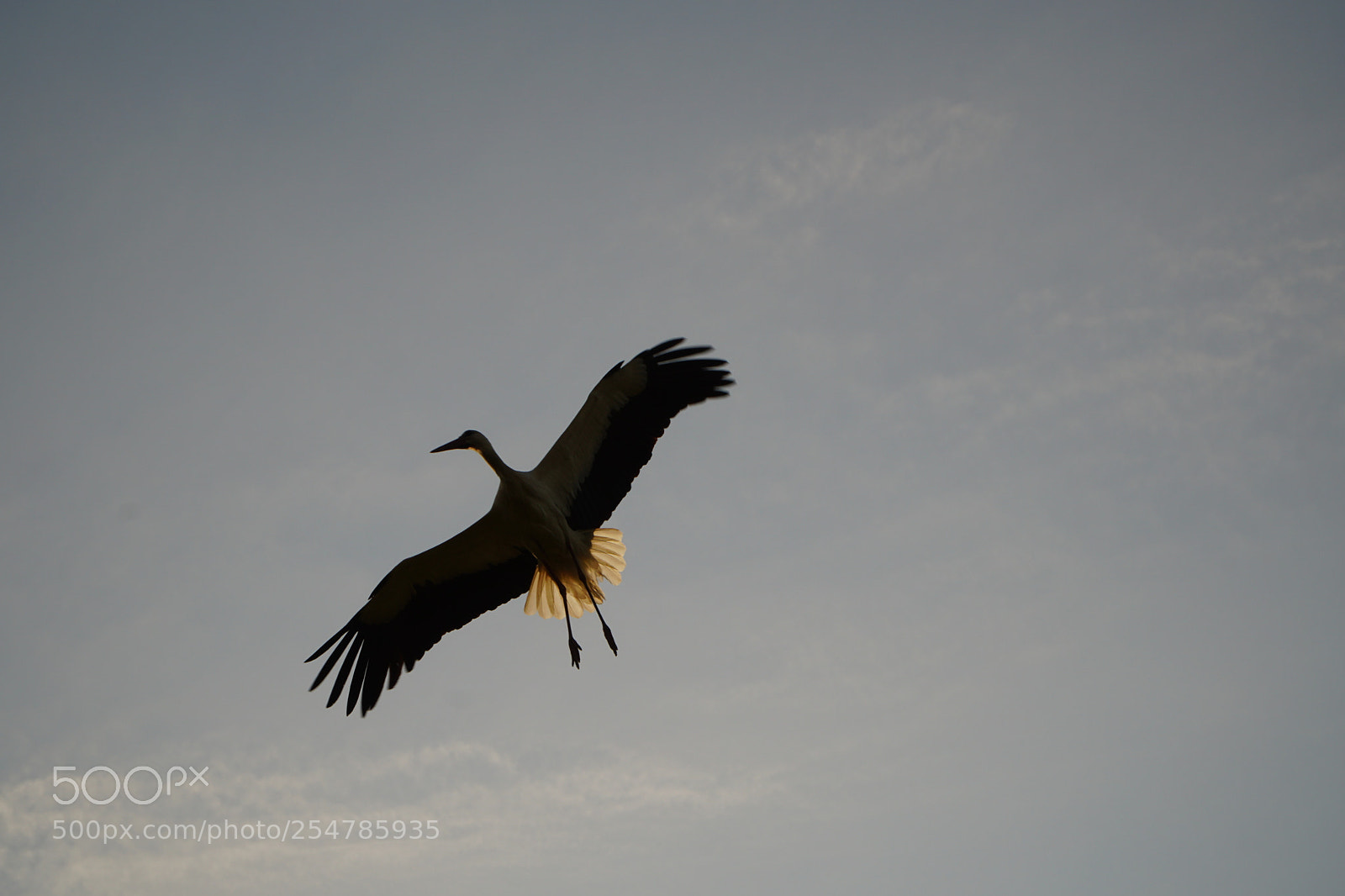 Sony a6500 sample photo. Stork photography