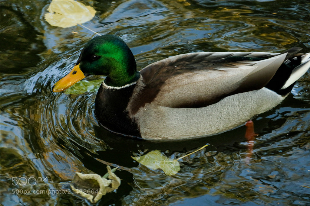 Canon EOS M5 sample photo. 绿头鸭 photography