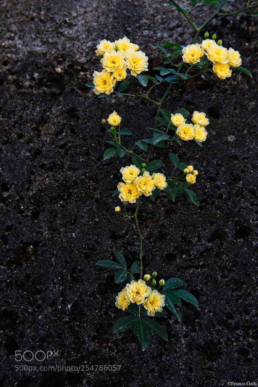 Nikon D700 sample photo. Untitled photography