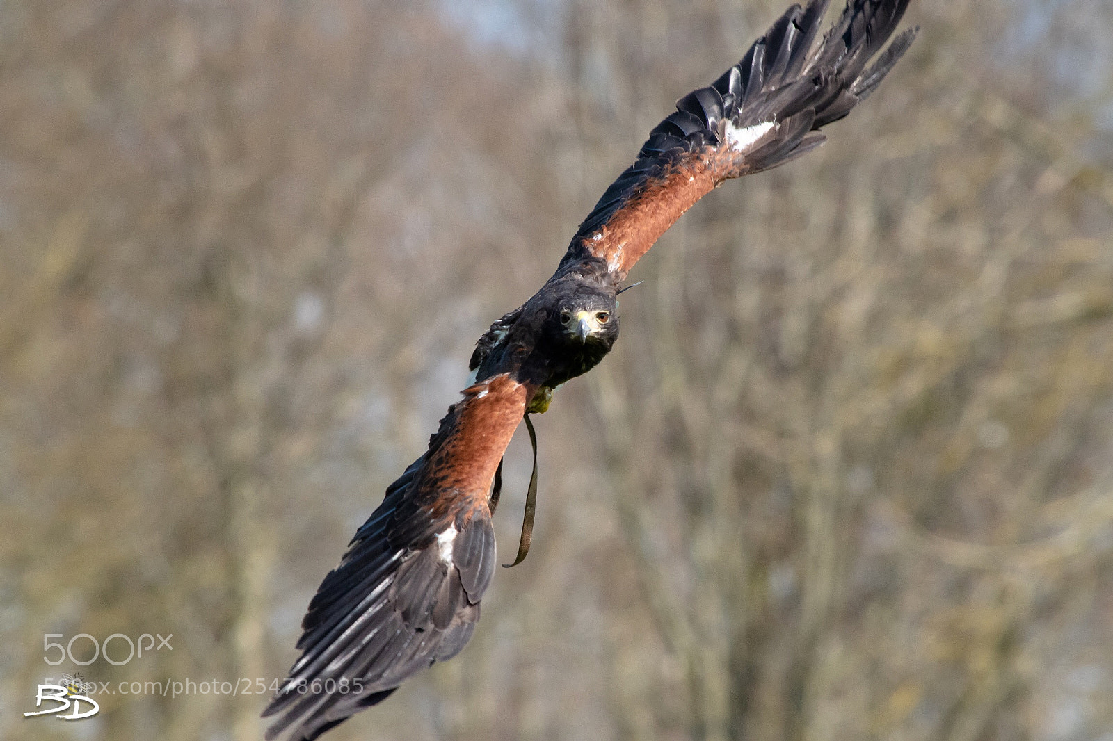 Nikon D5600 sample photo. Harrier hawk lakeland bird photography