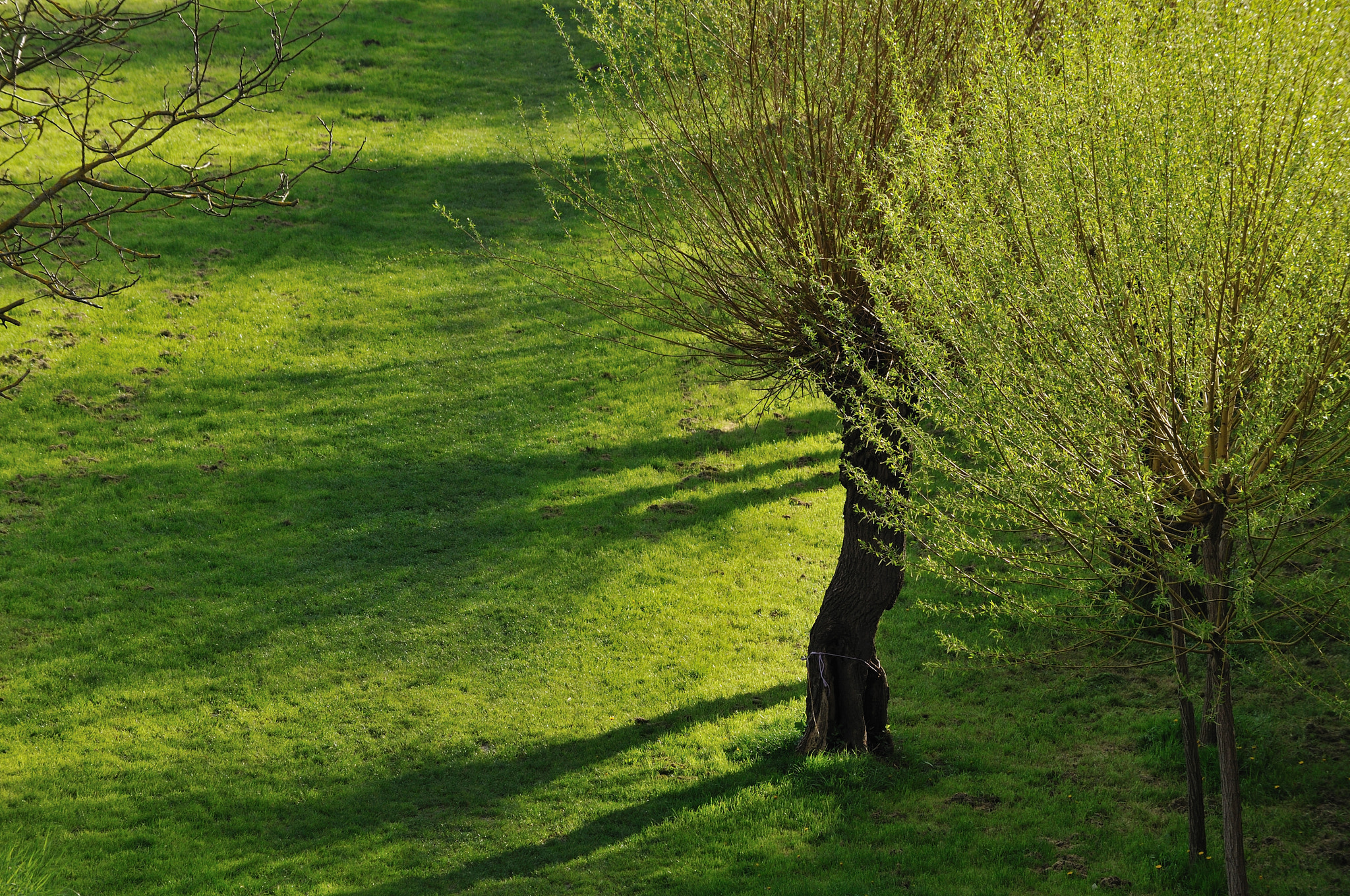 Nikon D300 sample photo. The green light photography