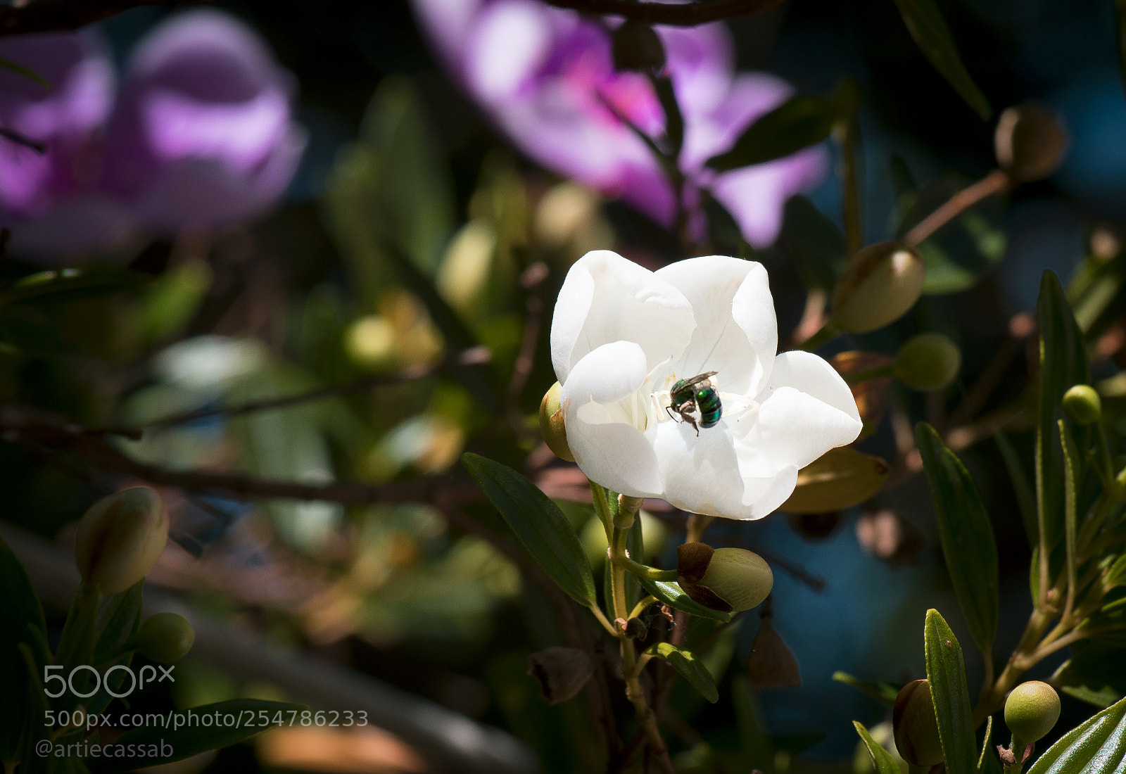 Canon EOS 5D Mark IV sample photo. A photography