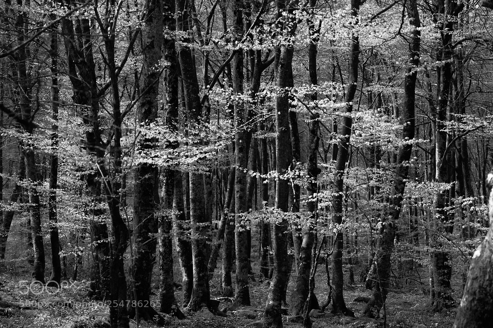 Sony a7 sample photo. Beech forest photography