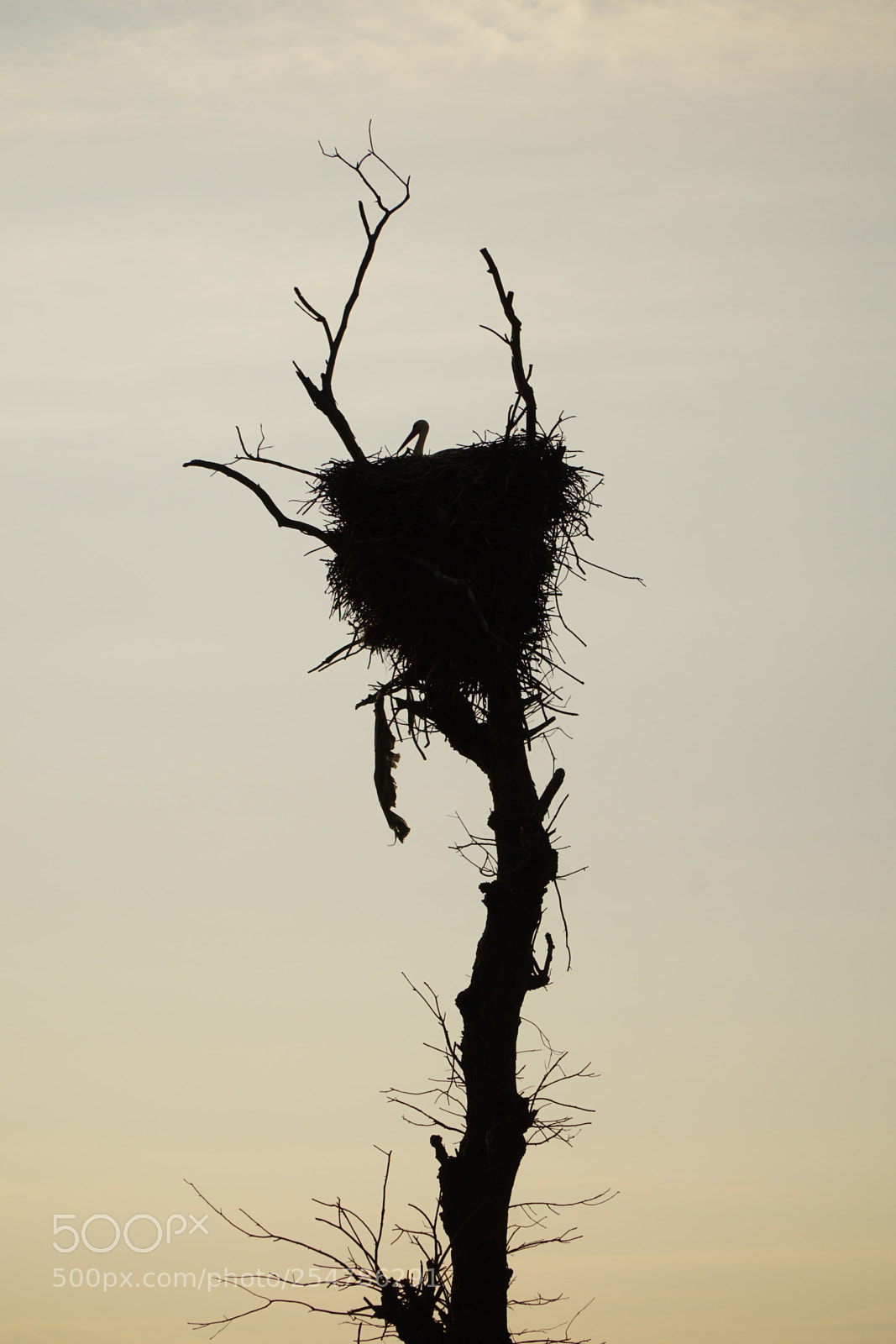 Sony a6500 sample photo. Home sweet home photography