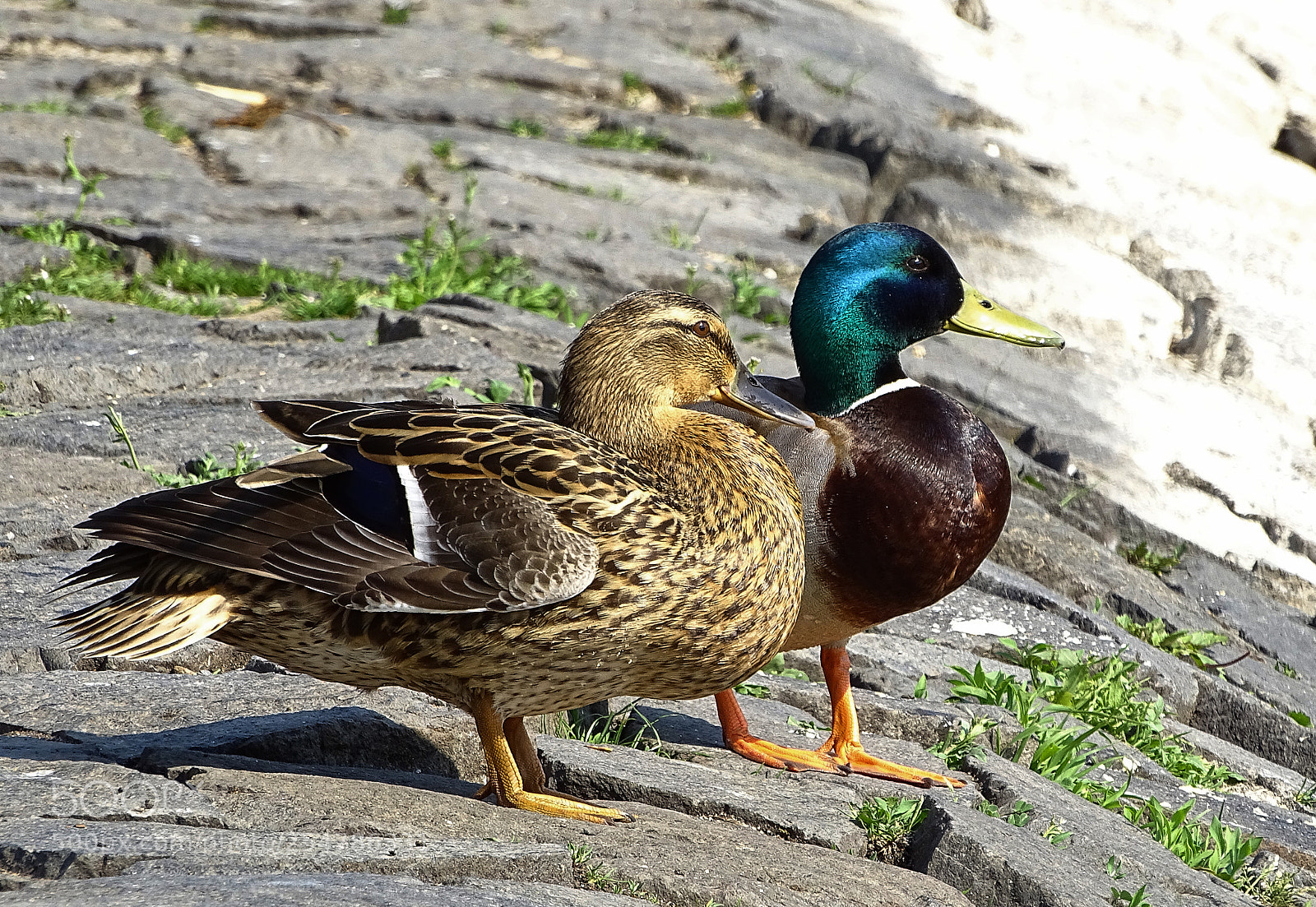 Sony Cyber-shot DSC-HX400V sample photo. Duckie love photography