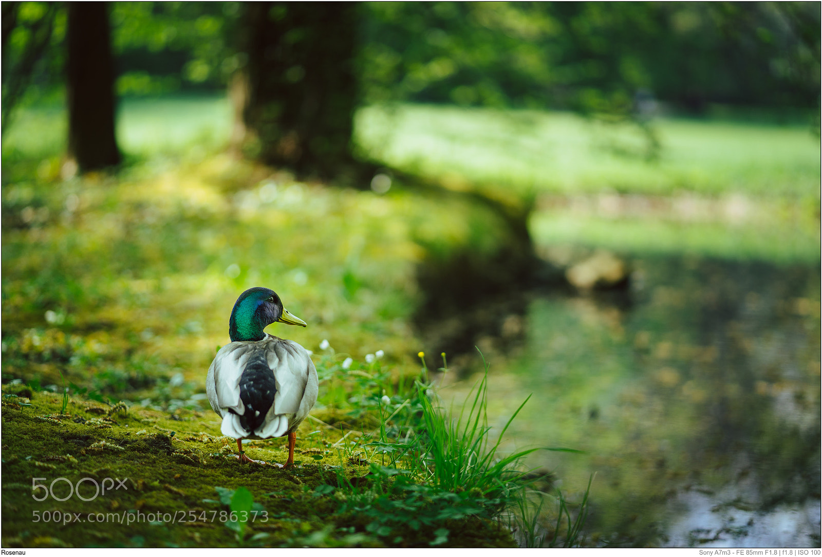 Sony a7 III sample photo. Ente in der rosenau photography