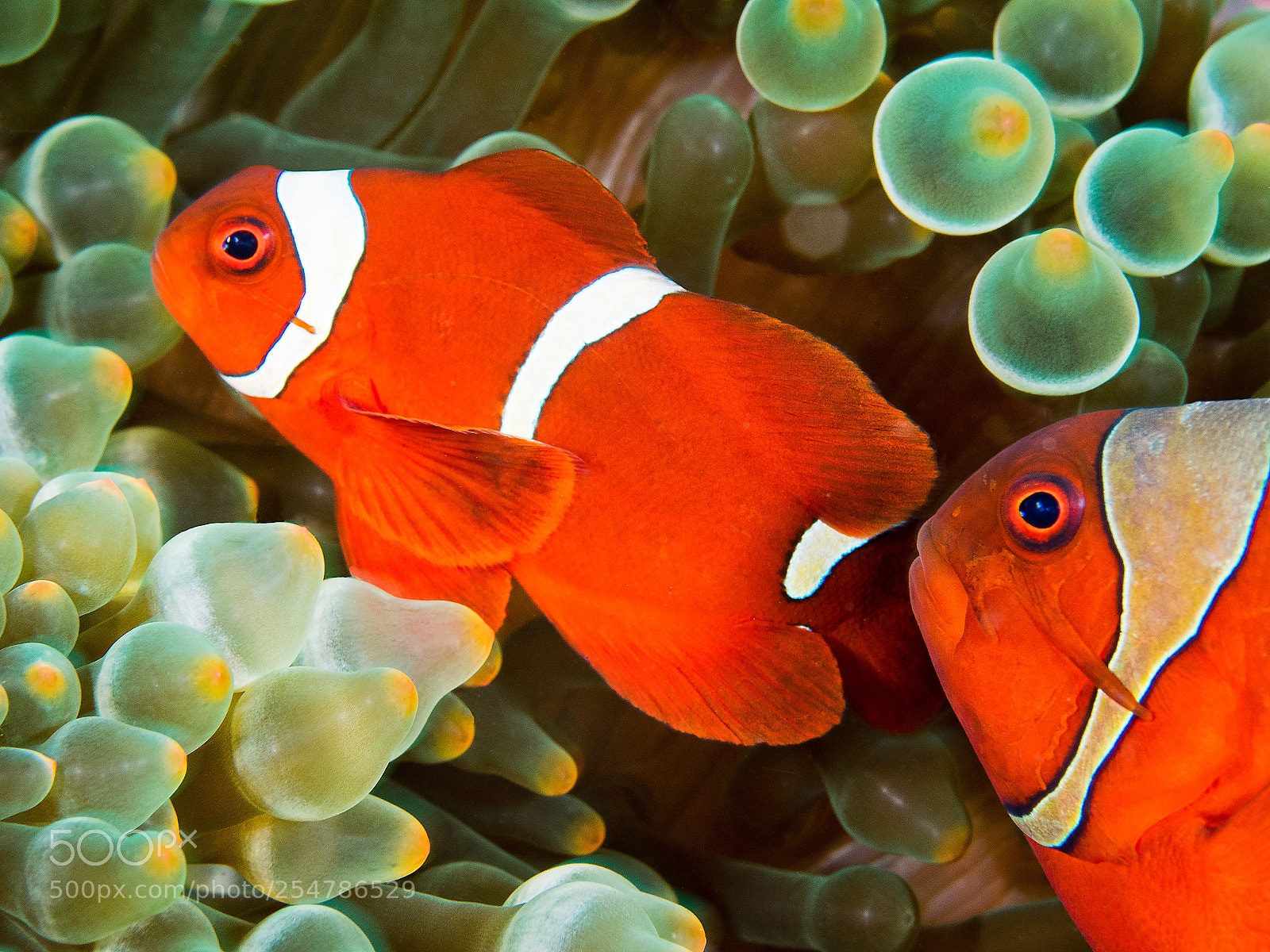 Olympus OM-D E-M1 sample photo. Nemo photography