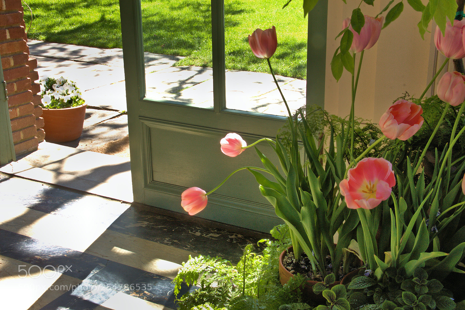 Canon EOS 1100D (EOS Rebel T3 / EOS Kiss X50) sample photo. Tulips in the garden photography