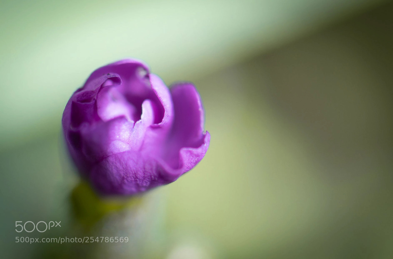 Nikon D5300 sample photo. Tiny photography
